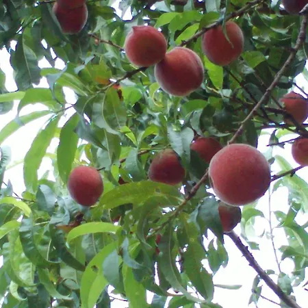 Διαμέρισμα Mitschighof - Und - Heidis-welt, Mitschig Hermagor-Pressegger See