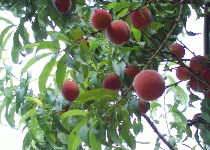 Διαμέρισμα Mitschighof - Und - Heidis-welt, Mitschig Hermagor-Pressegger See